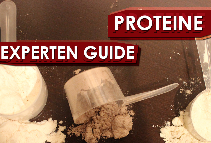 Experten Guide - Proteine