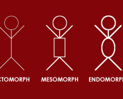 DEIN KÖRPERBAU: Bist du ein Ectomorph, Mesomorph oder Endomorph?