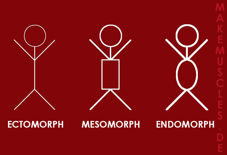 DEIN KÖRPERBAU: Bist du ein Ectomorph, Mesomorph oder Endomorph?
